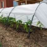 Šiltlysvė „Derlius“