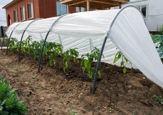 Šiltlysvė „Derlius“