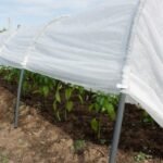 Šiltlysvė „Derlius“