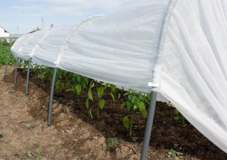 Šiltlysvė „Derlius“